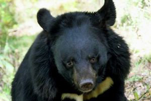 Himalajni medvjed napao je trudnicu u selu kirovsky
